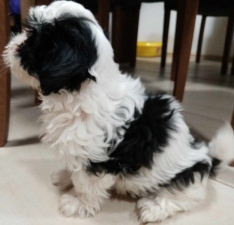 Bichon Havanese