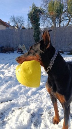 Dobermann