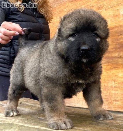 Kaukázusi juhászkutya