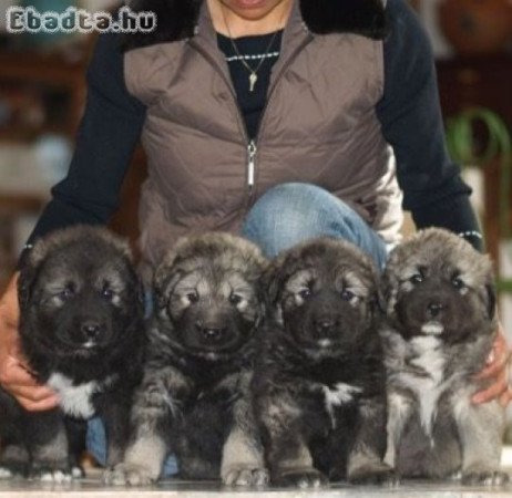 Kaukázusi juhászkutya