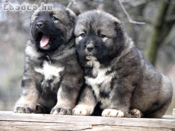 Kaukázusi juhászkutya