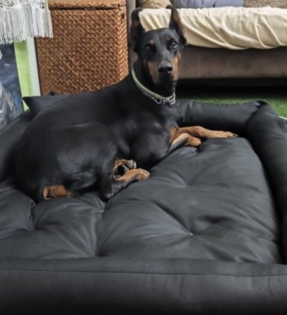 Dobermann