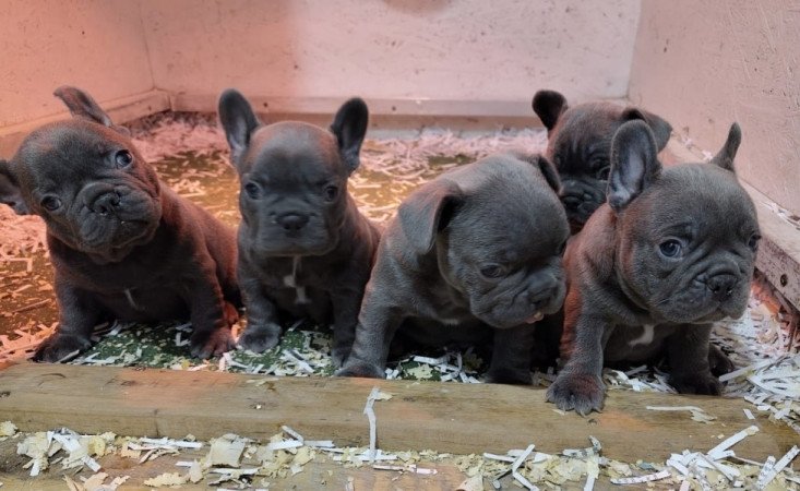 Francia bulldog