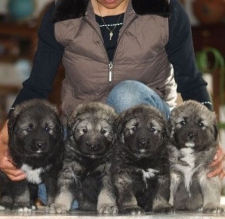 Kaukázusi juhászkutya