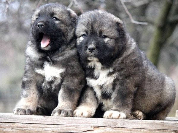 Kaukázusi juhászkutya