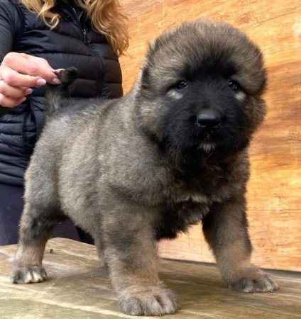 Kaukázusi juhászkutya