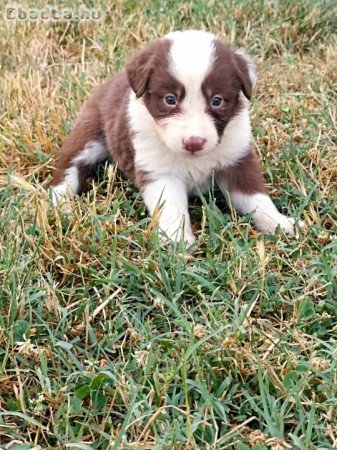 Border collie