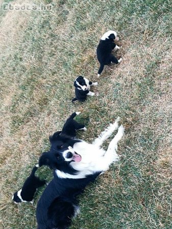 Border collie