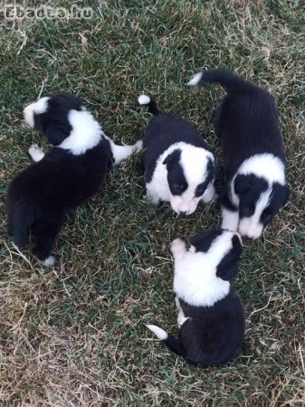 Border collie