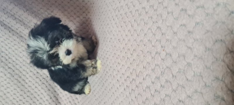 Bichon havanese