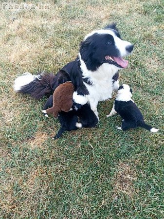 Border collie