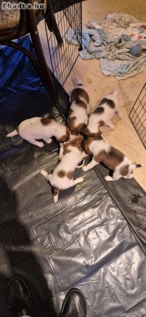 4 kis foxi költözne külön.