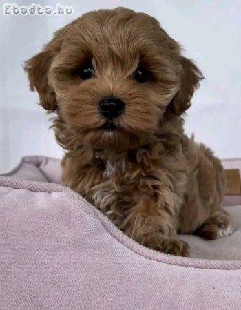 Poodle puppies for adoption to good homes