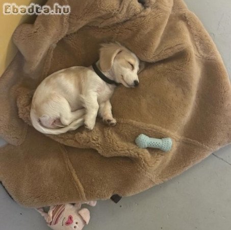 Mini dachshund for rehoming or adoption