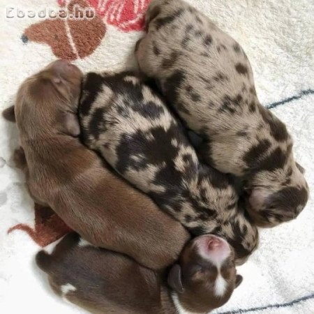 Mini dachshund for rehoming or adoption