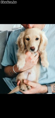 Miniature dachshund puppies looking for homes