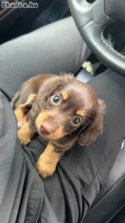 Miniature dachshund puppies looking for homes