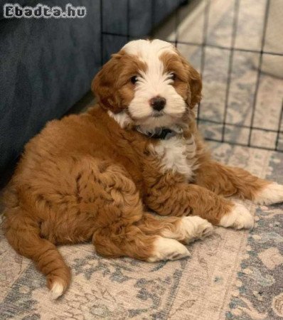 Pure breed puppies for sale and adoption