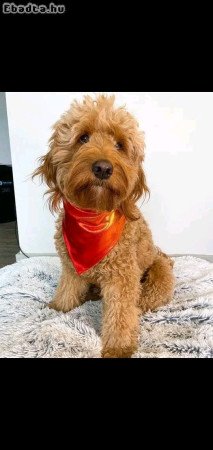 Pure breed puppies for sale and adoption