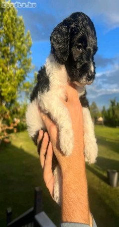 Pure breed puppies for sale and adoption