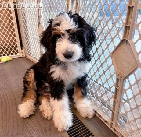 Pure breed puppies for sale and adoption