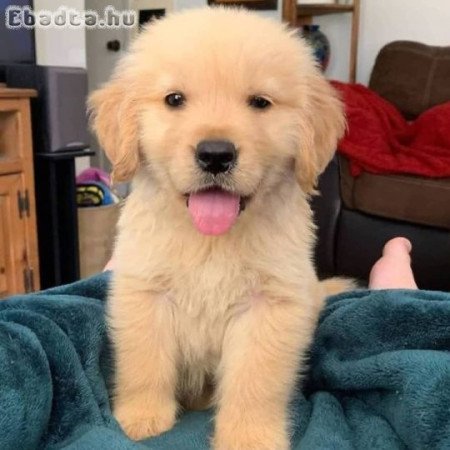 Golden Retriever puppies ready for adoption