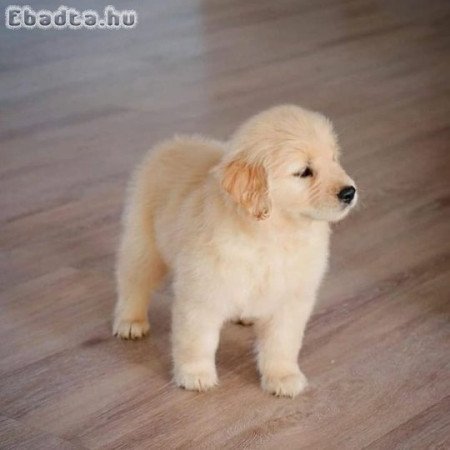 Golden Retriever puppies ready for adoption