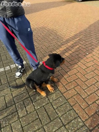 German Rottweiler puppies for sale