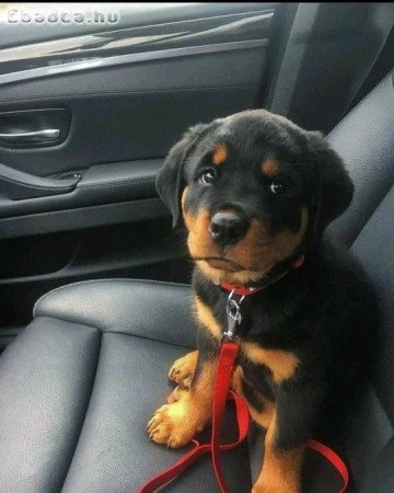 German Rottweiler puppies for sale