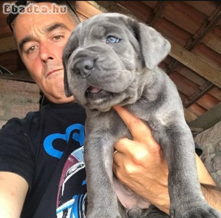 Cane corso puppies for sale