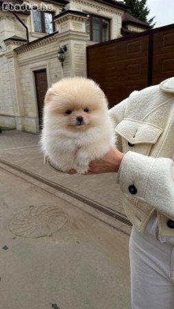 nagyon kedves pomerániai kiskutya