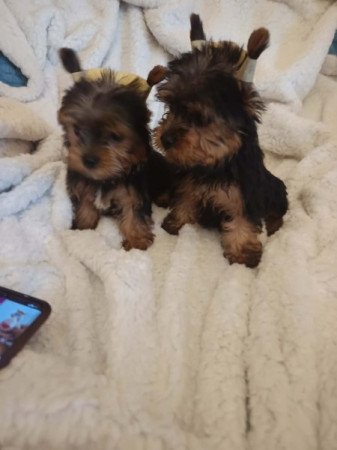 Yorkshire terrier