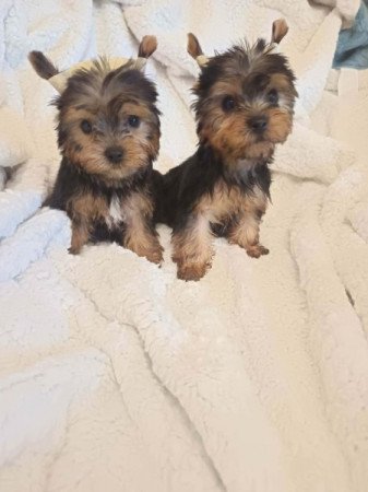 Yorkshire terrier