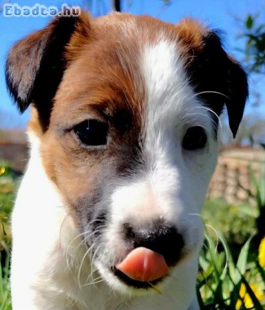 4 kis foxi költözne külön.