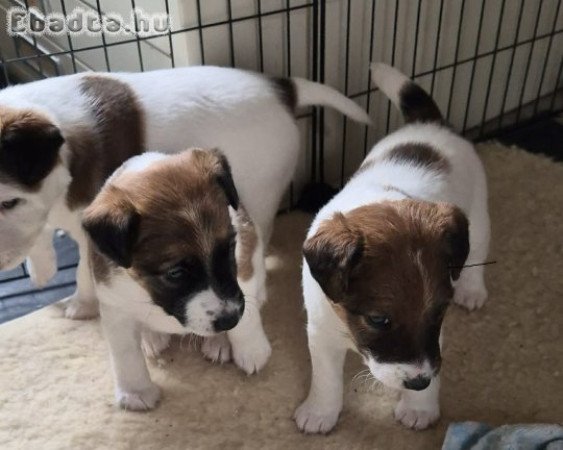 4 kis foxi költözne külön.