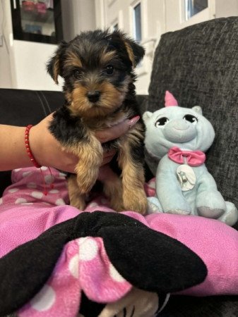 Yorkshire terrier