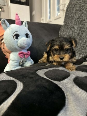 Yorkshire terrier