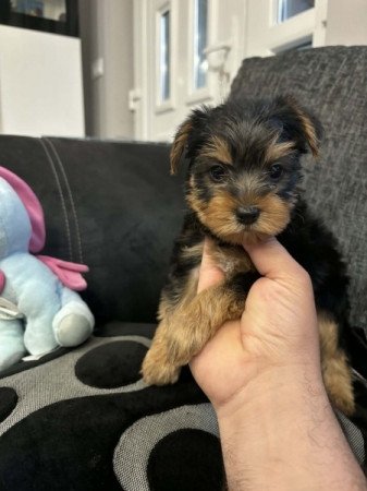 Yorkshire terrier