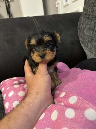 Yorkshire terrier