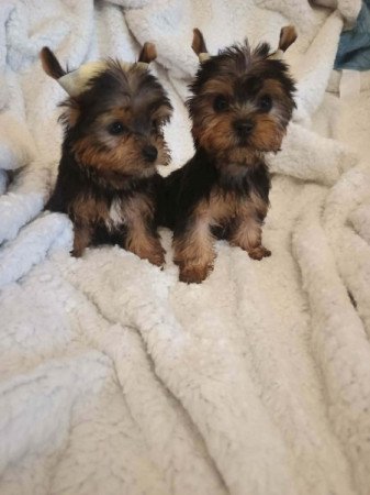 Yorkshire terrier