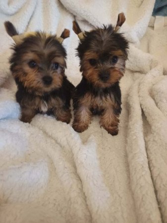Yorkshire terrier