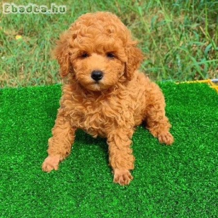 Kan és szuka toy uszkár kölykök