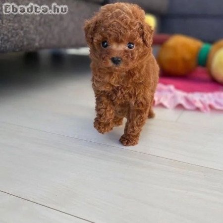 Szép toy uszkár kölykök