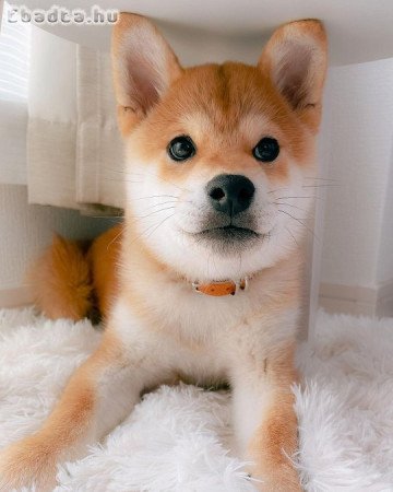 Shiba Inu kölykök