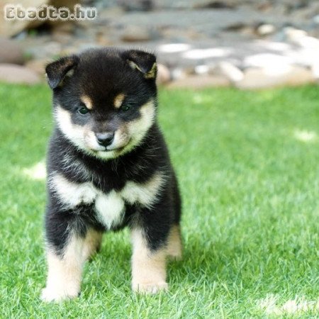 Szép Shiba Inu kölykeink vannak