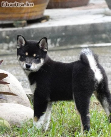 Egészséges Shiba Inu kölykeink vannak