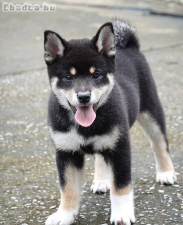 Egészséges Shiba Inu kölykeink vannak