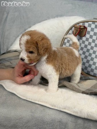 Poodle puppies