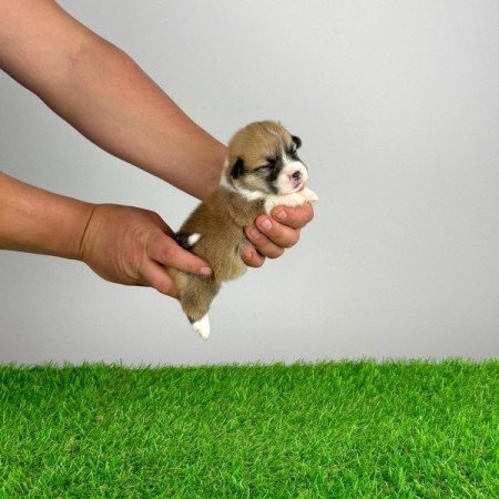 Pembroke Welsh Corgi