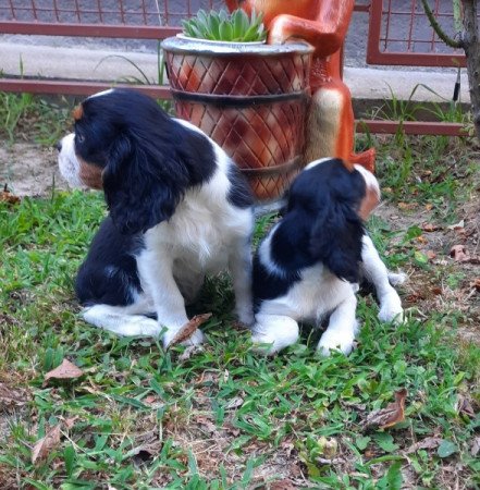 Cavalier King Charles Spániel